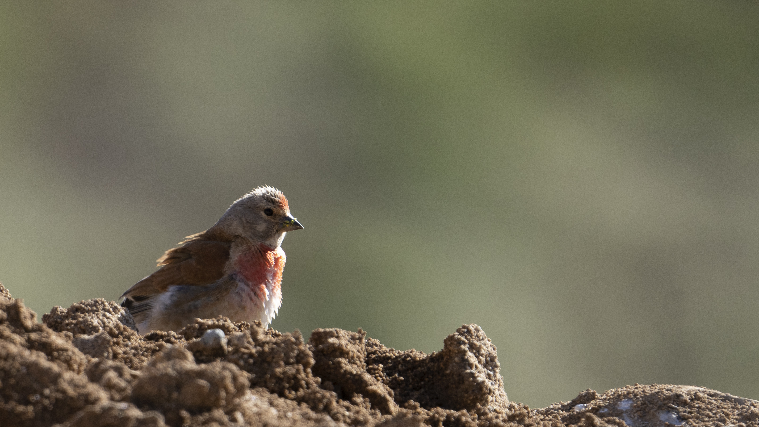 Eurasian Linnet